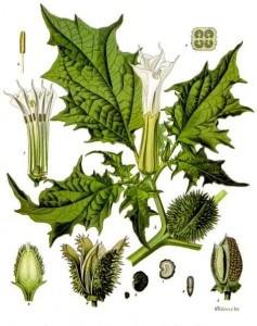 Datura_stramonium_-_Köhler–s_Medizinal-Pflanzen-051